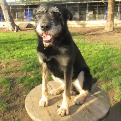 Bandit photo 2