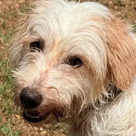 ✨️ Imsida ✨️ 🐶 photo 3