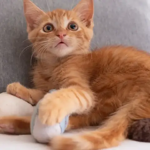 ✨️ Cooper ✨️ 🐱 photo 3