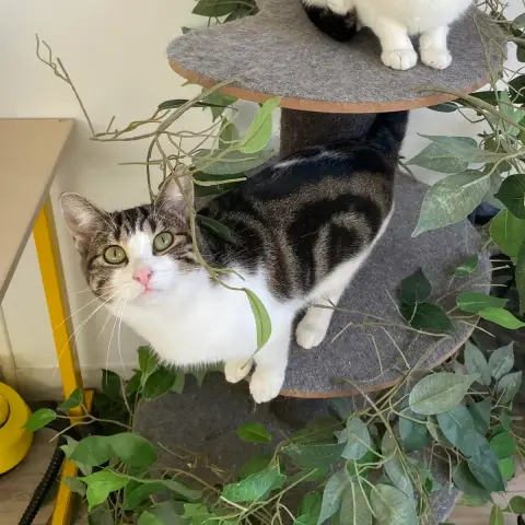Lulu