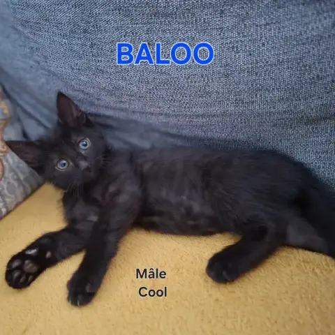 Baloo