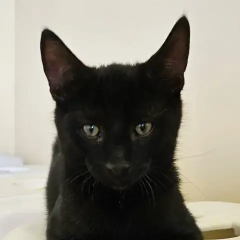 Blacky