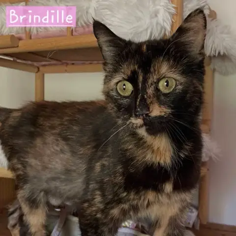 Brindille photo 3