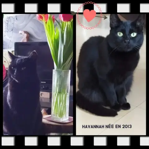 Havannah photo 3