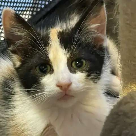 Pensée photo 2