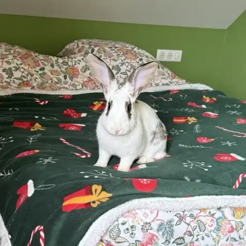 [À L'Adoption] Ryo