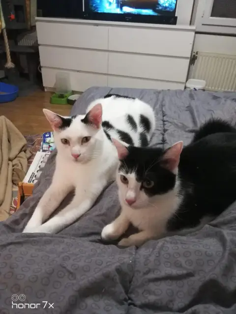 Belin Et Krokmou