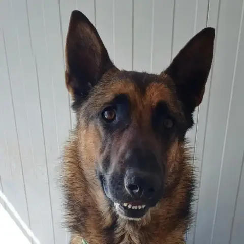 Ulky