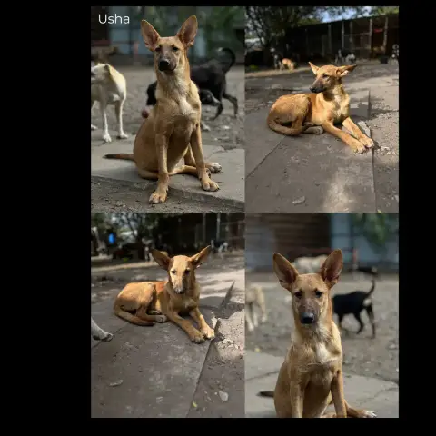 Usha