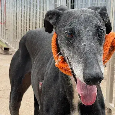 Ohio Galgo photo 3