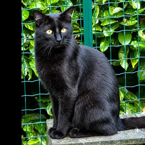 Blacky