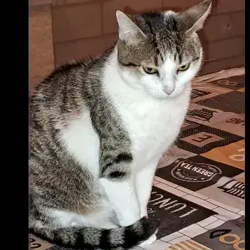 Kitty