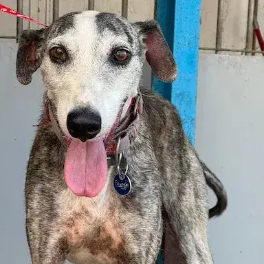 Cyrano Galgo photo 2