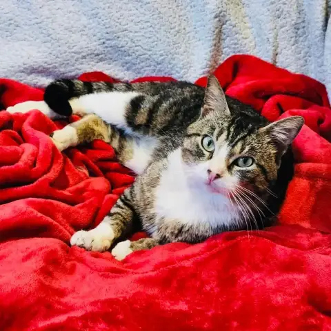 César