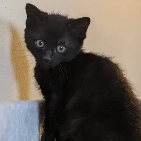 Bandit photo 3