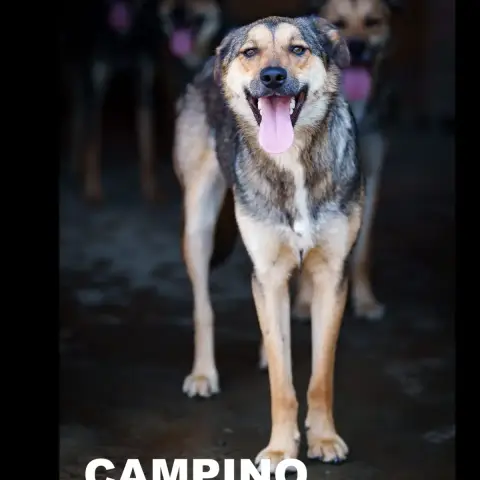 Campino