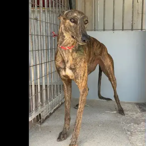 Bastia  Galga photo 3