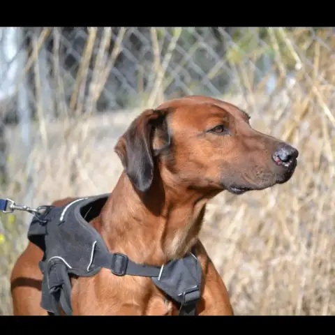 Tino