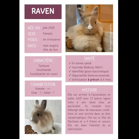 Raven