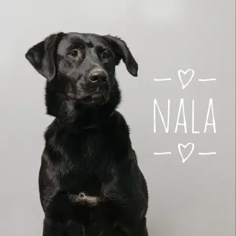 Nala