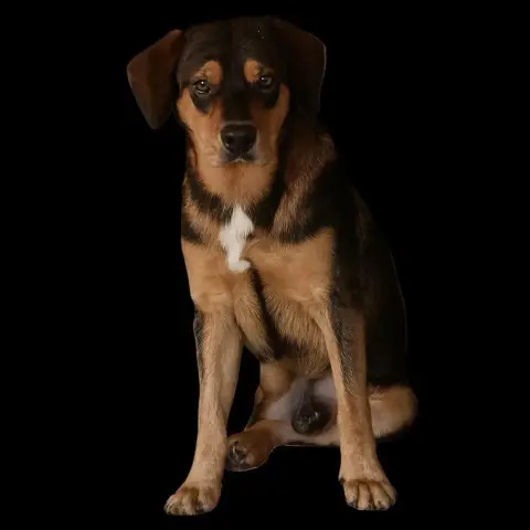 Balou