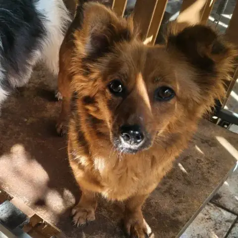 Coco