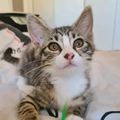 Bowie