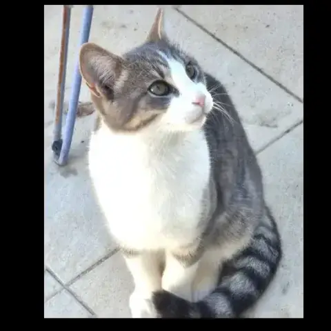 César