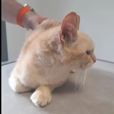 Lia Chatte Adulte photo 3