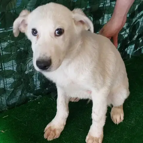 Junior