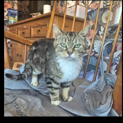 Bibi