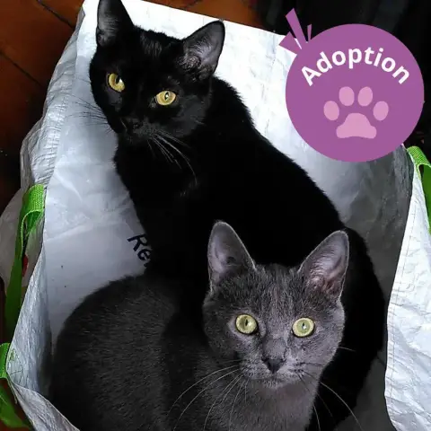 Divina Et Morticia