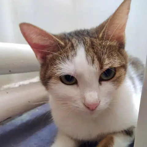Anita