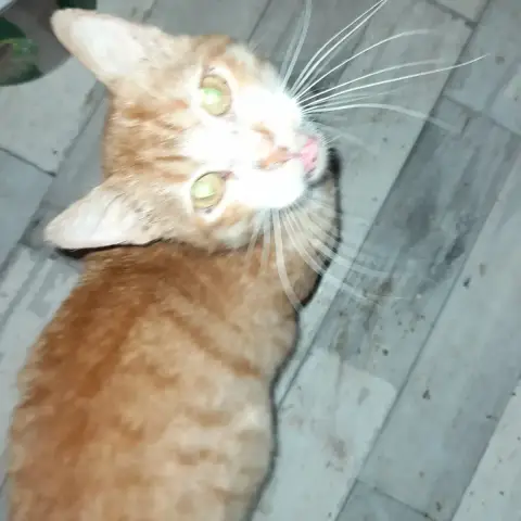 Aladin Chat Adulte  Roux photo 3