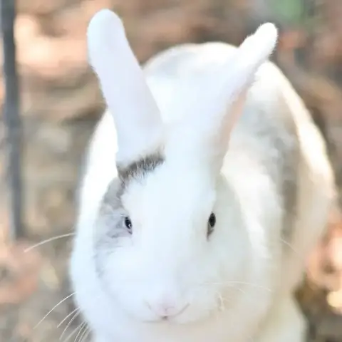 Lapins photo 2