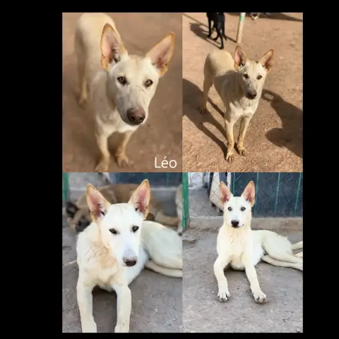 Leo