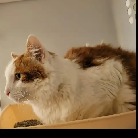 Simba 2