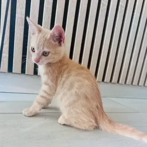 Caramel
