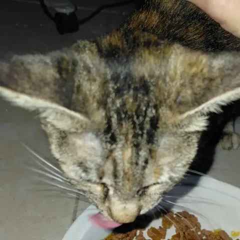 Kiwi Jeune Chatte