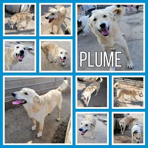 Plume