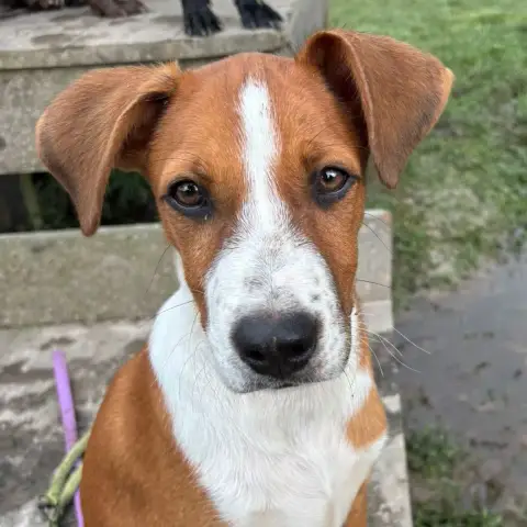 Santos