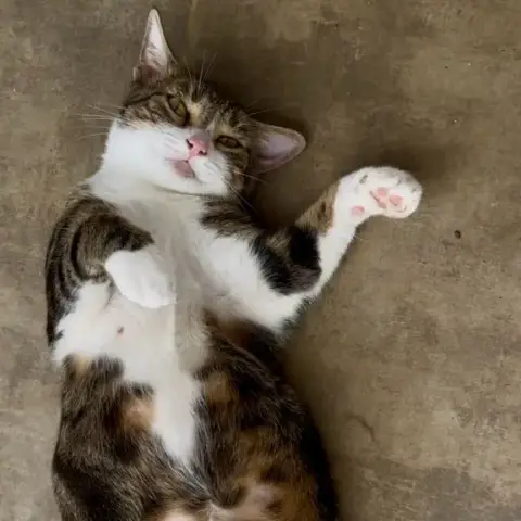 Bonbonette