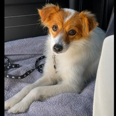 Bella