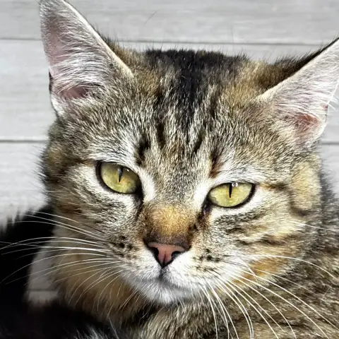 Bella