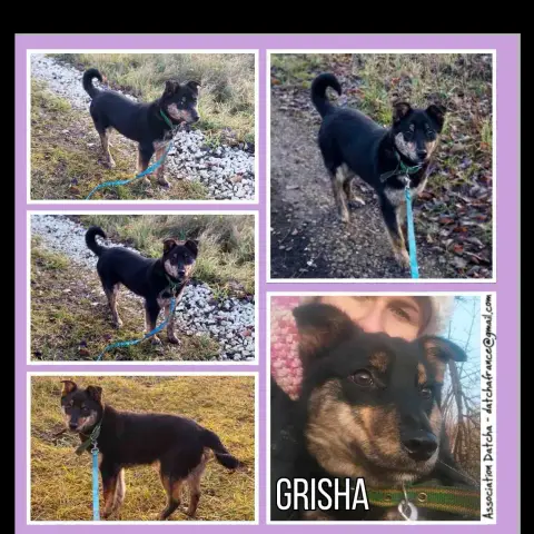 Grisha