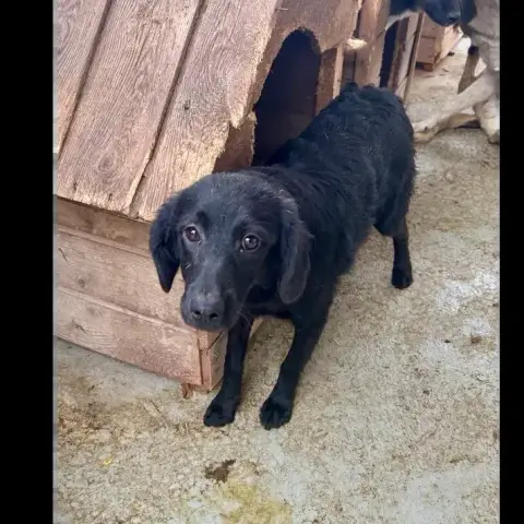 Alouette
