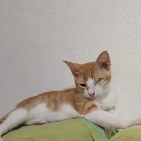 Ginger