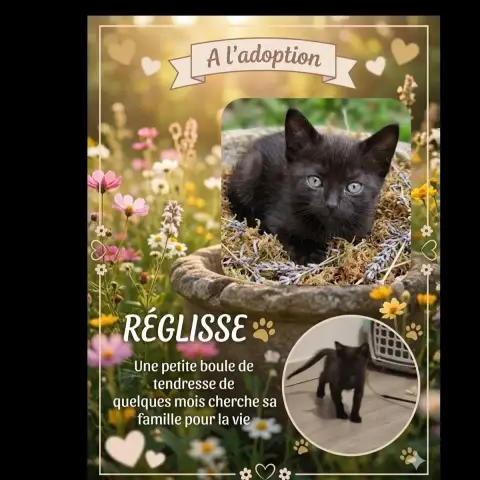 Réglisse
