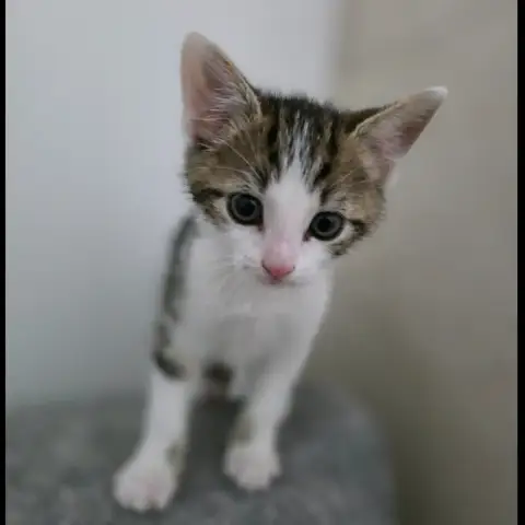 Juno photo 2