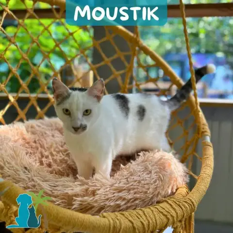 Moustik